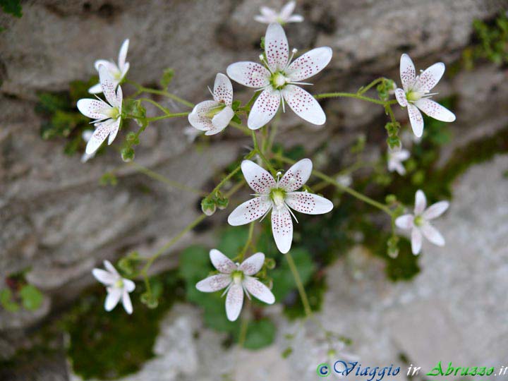 15-P1020900+.jpg - 15-P1020900+.jpg - Stupendi fiori selvatici nel Parco Nazionale d'Abruzzo, Lazio e Molise.