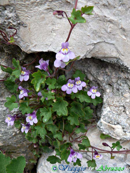 18-P1020918+.jpg - 18-P1020918+.jpg - Stupendi fiori selvatici sulle rocce del Parco Nazionale d'Abruzzo, Lazio e Molise.