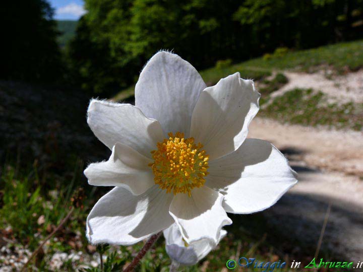 23_P1040054+.jpg - 23_P1040054+.jpg - Fiore selvatico sui sentieri naturalistici del Parco Nazionale d'Abruzzo, Lazio e Molise.