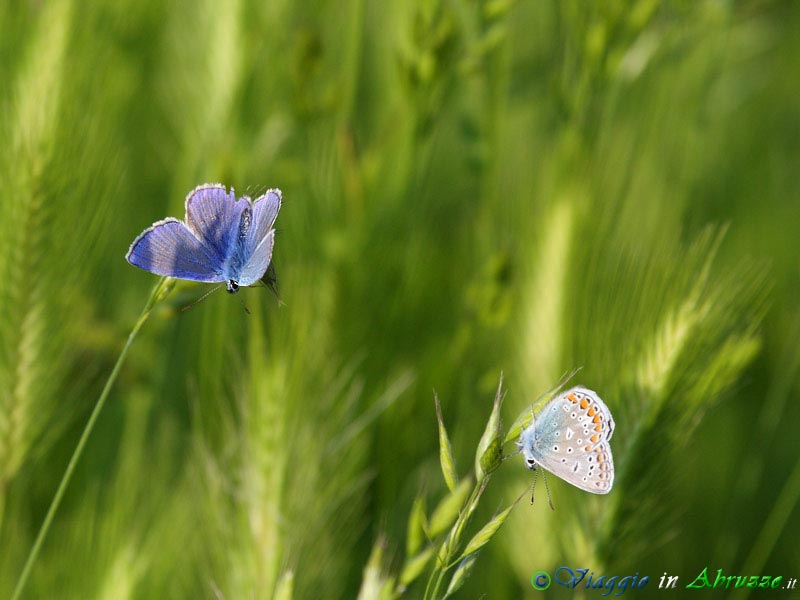 04+05-05-09_IMG_5159.jpg - Due piccole farfalle Icaro (Polyommatus icarus).
