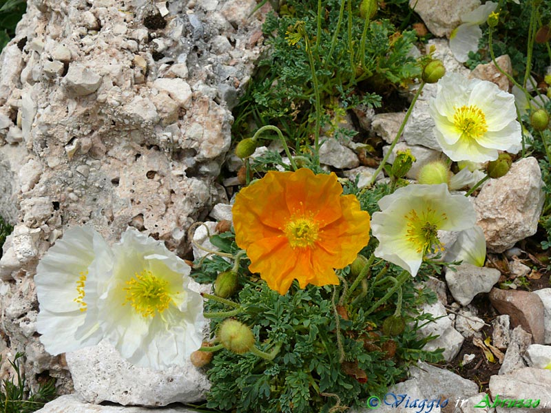 05+P1040851.jpg - Papaveri alpini (Papaver alpinum - subsp. ernesti-mayeri) sull'altopiano di Campo Imperatore.