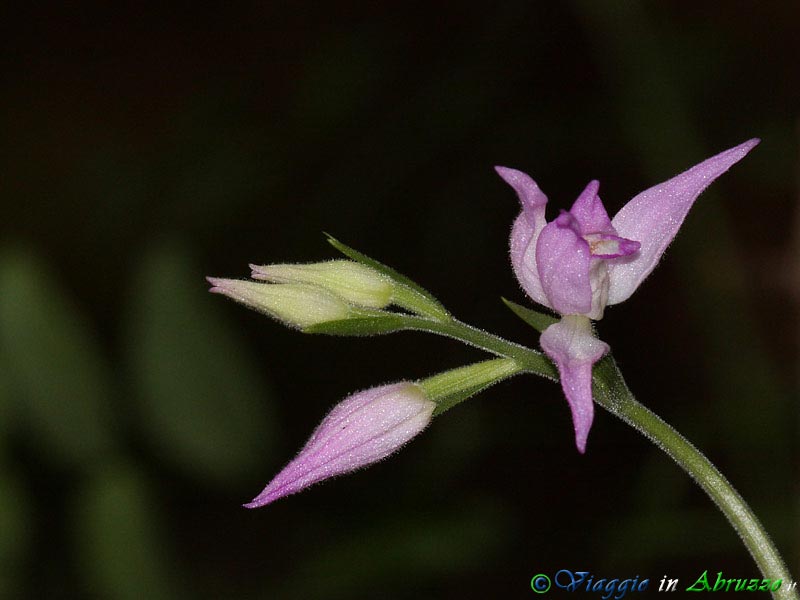14+06-17-09_IMG_8587.jpg - Cefalantera rossa (Cephalanthera rubra), elegante orchidea che cresce nei boschi.