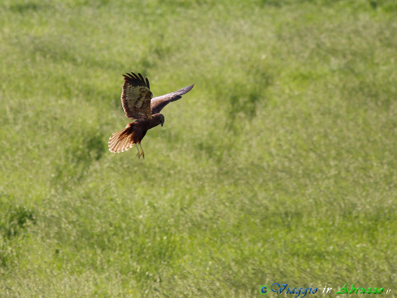07-Falco di palude.jpg - Falco di palude (Circus aeruginosus) - Marsh Harrier.