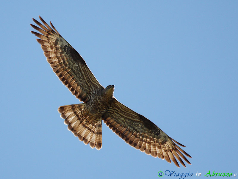 19-Falco pecchiaiolo.jpg - Falco pecchiaiolo (Pernis apivorus) - Honey Buzzard.