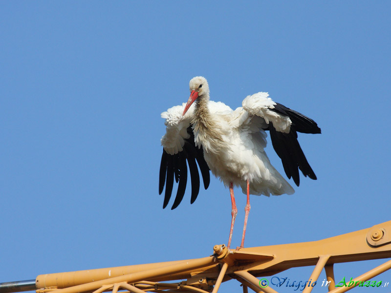 10 - Cicogna bianca.jpg - Cicogna bianca (Ciconia ciconia) -White Stork-