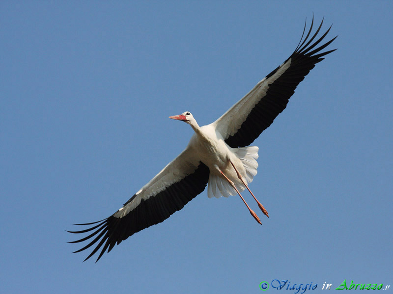11 - Cicogna bianca.jpg - Cicogna bianca (Ciconia ciconia) -White Stork-
