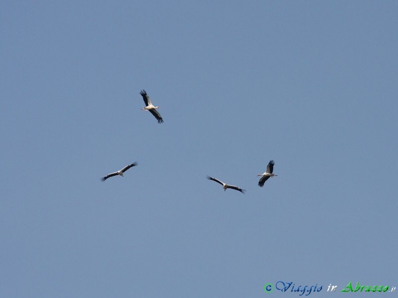 12 - Cicogna bianca.jpg - Cicogna bianca (Ciconia ciconia) -White Stork-