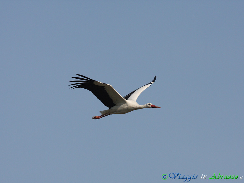 13 - Cicogna bianca.jpg - Cicogna bianca (Ciconia ciconia) -White Stork-