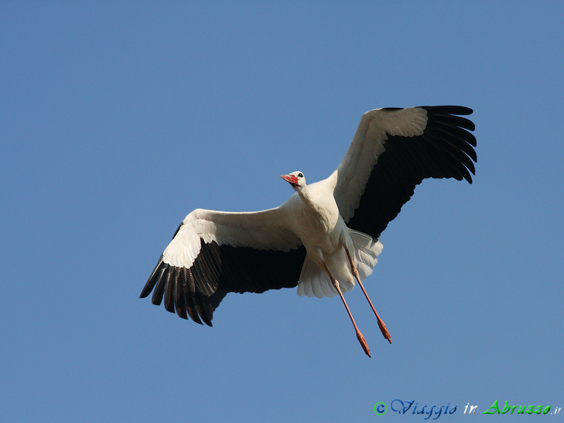14 - Cicogna bianca.jpg - Cicogna bianca (Ciconia ciconia) -White Stork-