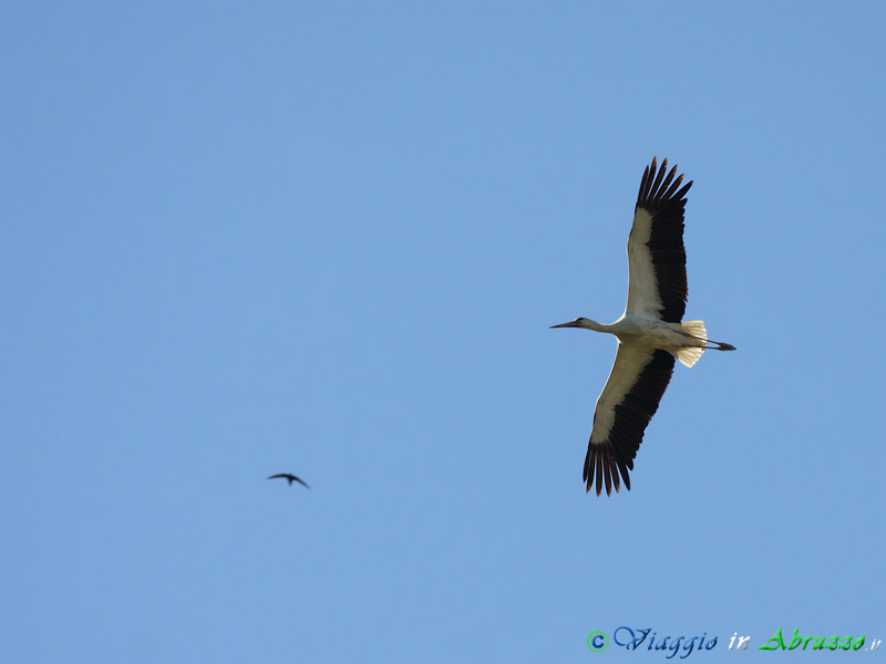 16 - Cicogna bianca.jpg - Cicogna bianca (Ciconia ciconia) -White Stork-