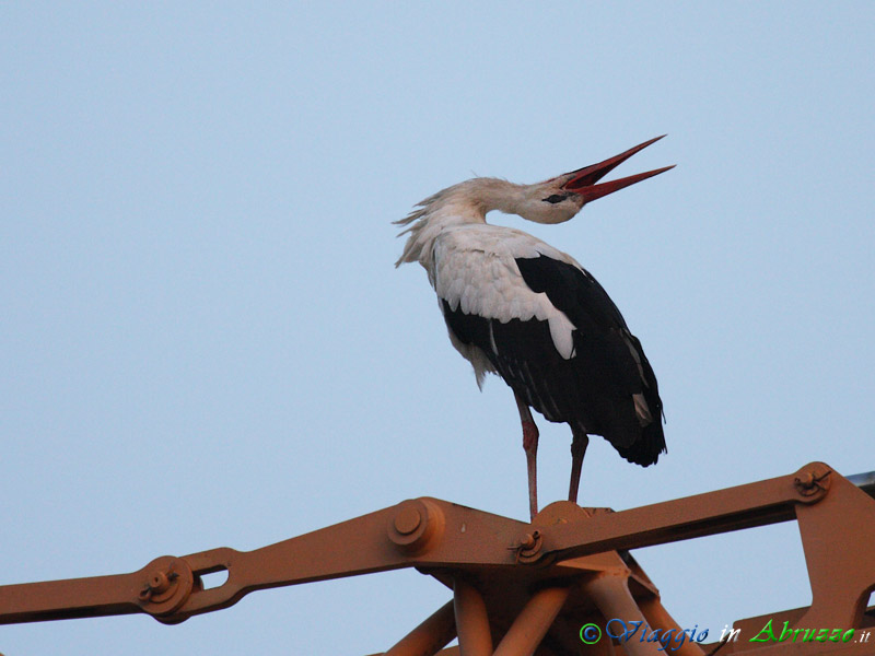 17 - Cicogna bianca.jpg - Cicogna bianca (Ciconia ciconia) -White Stork-