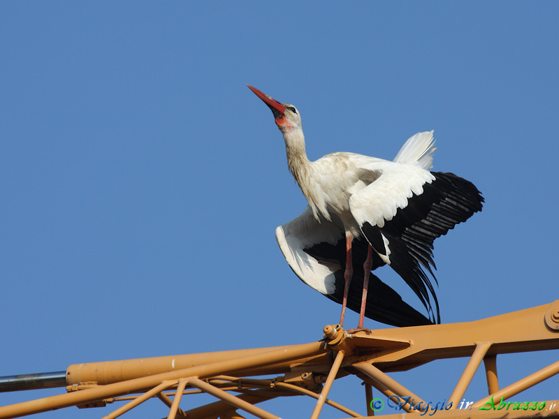18 - Cicogna bianca.jpg - Cicogna bianca (Ciconia ciconia) -White Stork-
