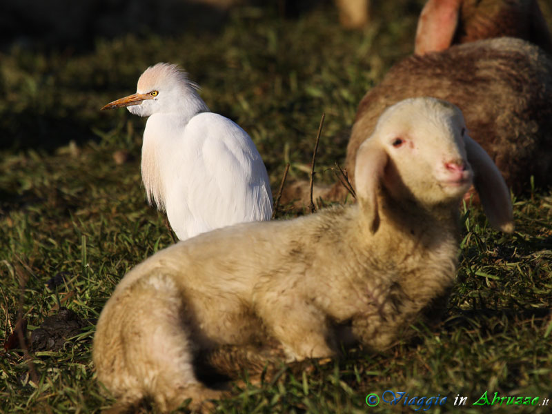 35 - Airone guardabuoi.jpg - Airone guardabuoi (Bubulcus ibis) -Cattle Egret-