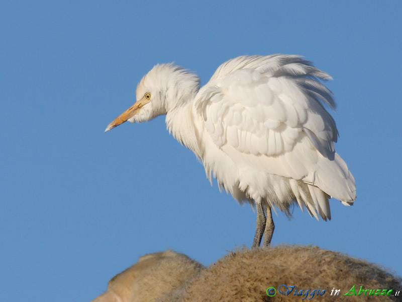 36 - Airone guardabuoi.jpg - Airone guardabuoi (Bubulcus ibis) -Cattle Egret-