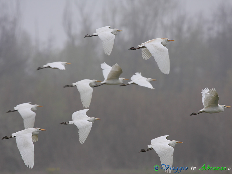40 - Airone guardabuoi.jpg - Airone guardabuoi (Bubulcus ibis) -Cattle Egret-