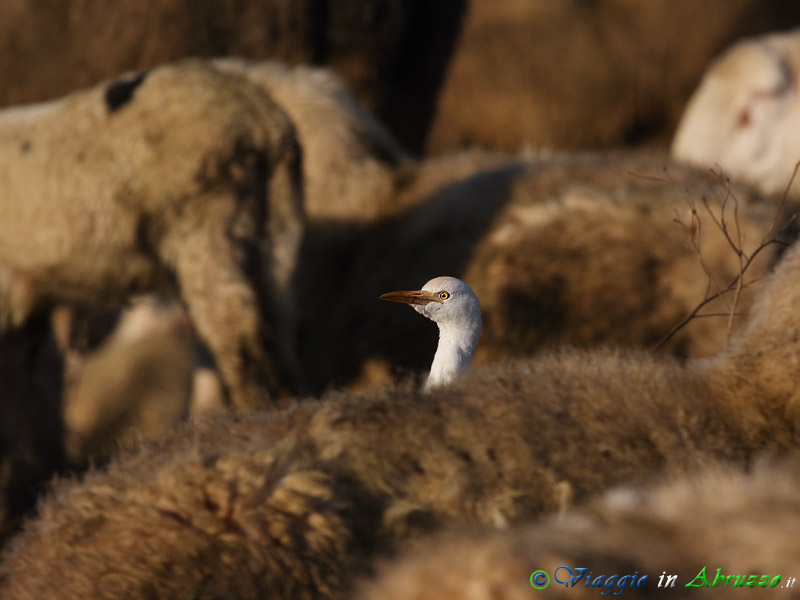 42 - Airone guardabuoi.jpg - Airone guardabuoi (Bubulcus ibis) -Cattle Egret-