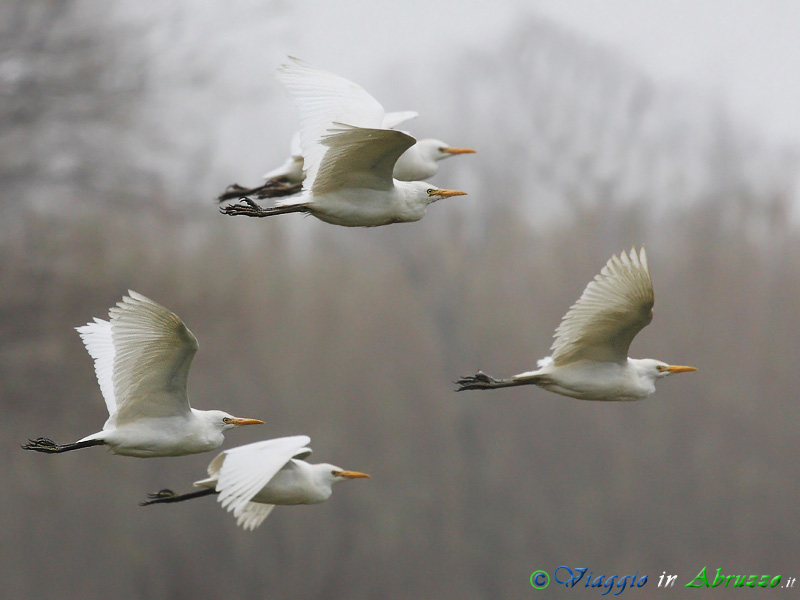 43 - Airone guardabuoi.jpg - Airone guardabuoi (Bubulcus ibis) -Cattle Egret-