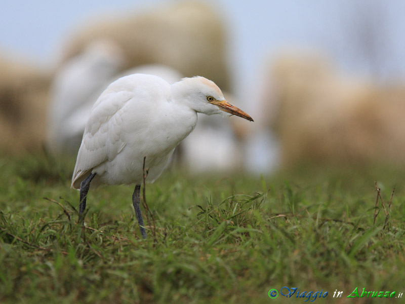 44 - Airone guardabuoi.jpg - Airone guardabuoi (Bubulcus ibis) -Cattle Egret-