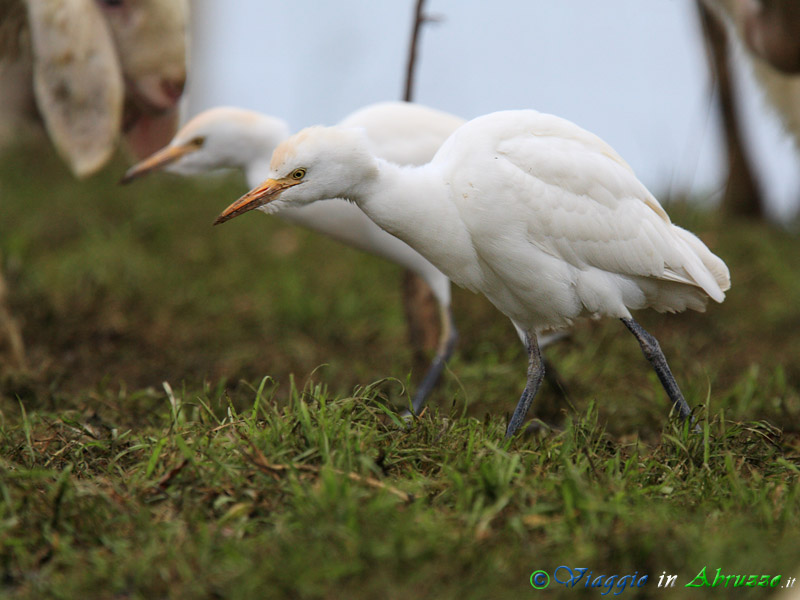 45 - Airone guardabuoi.jpg - Airone guardabuoi (Bubulcus ibis) -Cattle Egret-