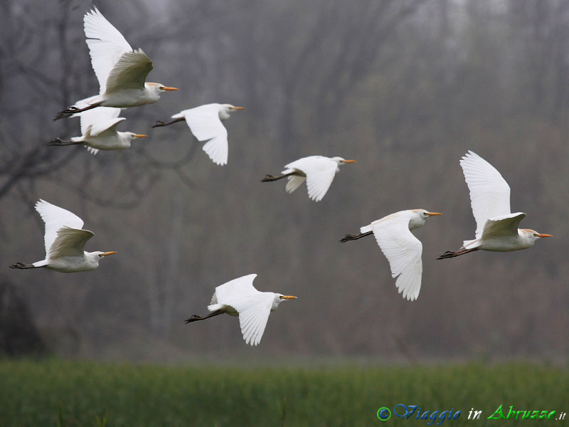 47 - Airone guardabuoi.jpg - Airone guardabuoi (Bubulcus ibis) -Cattle Egret-