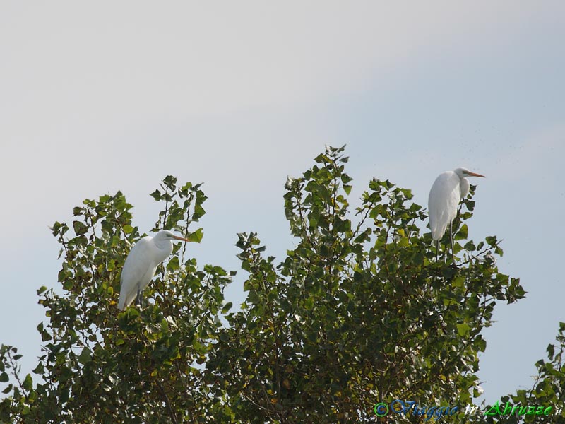 56 - Airone bianco maggiore.jpg - Airone bianco maggiore (Casmerodius albus) -Great White Egret-