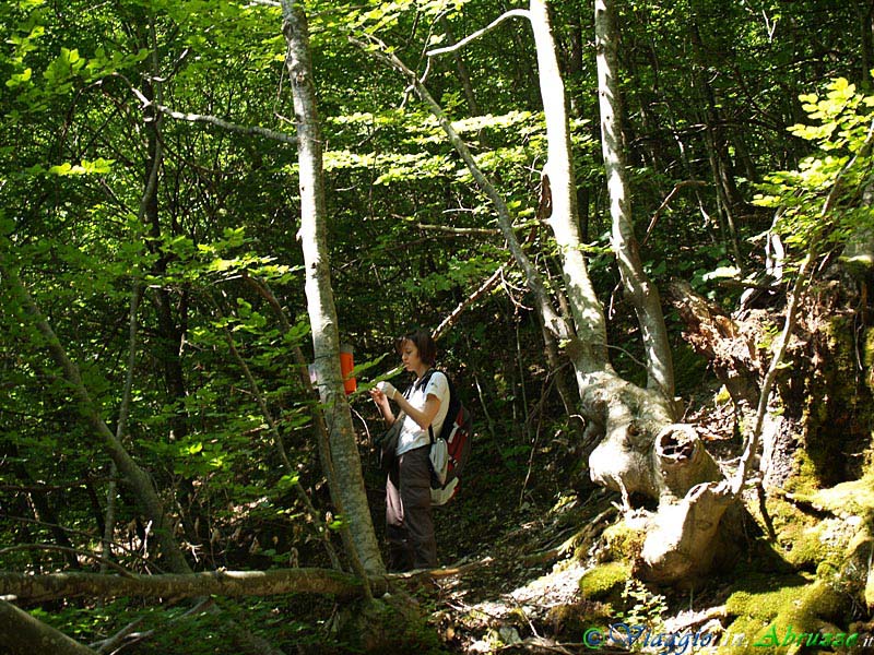 20-P6078596+.jpg - 20-P6078596+.jpg - Alessia controlla un hair-tube, posto nella fitta boscaglia sopra Tossicia, durante la ricerca scientifica per verificare lo status e la conservazione dei piccoli carnivori nel Parco Nazionale del Gran Sasso-Monti della Laga.